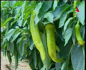 Algerie,El Oued ,pole agricole émergent