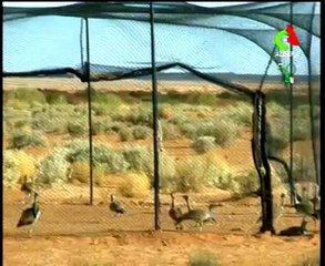 Algerie,El Bayadh,nvelle lachée d'outardes (habbar)