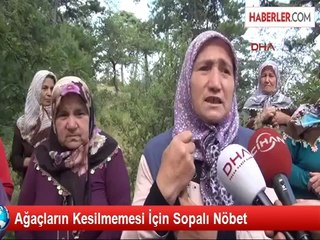 Ağaçların Kesilmemesi İçin Sopalı Nöbet