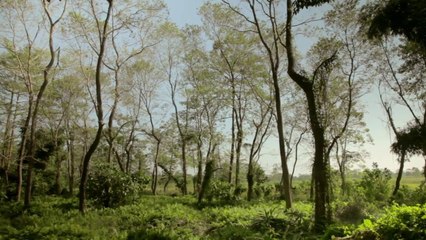 Man planted trees during years : a forest larger than Central park!