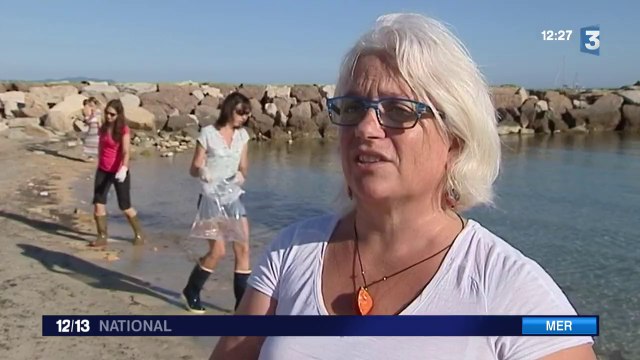 Nouvelle invasion de méduses sur la Côte d'Azur