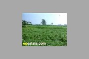 agricultural  land for sale in oase farafra      ارض زراعية للبيع فى واحة الفرافرة