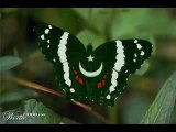 Iss Parcham Ke Saaye Tale Hum Aik Hain (Nayyara Noor) - YouTube