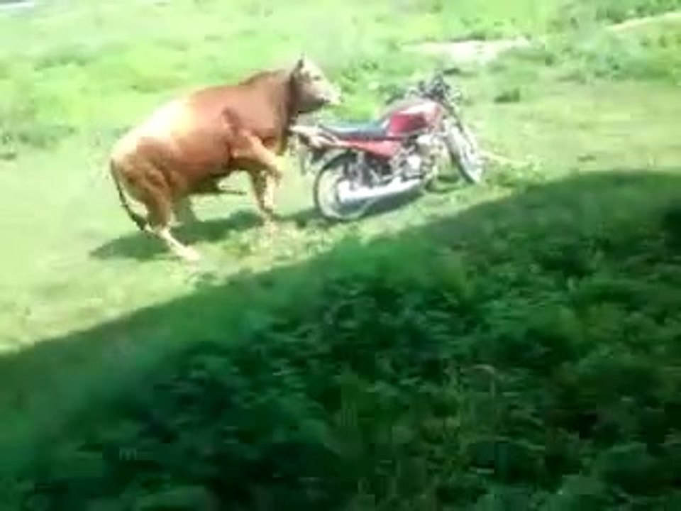 VIROL VIDEO