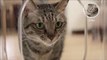 High-Tech Cat Feeder Uses Facial Recognition Software and Surveillance Cameras