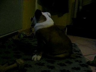 bartok et son radiateur