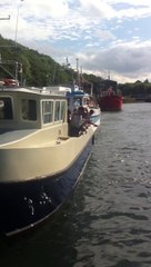 Atlantic Grey Seals in Eyemouth Harbour, Scotland.