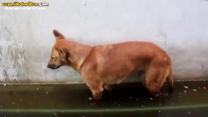 Uykusu Bastıran Köpeğin Komik Sonu