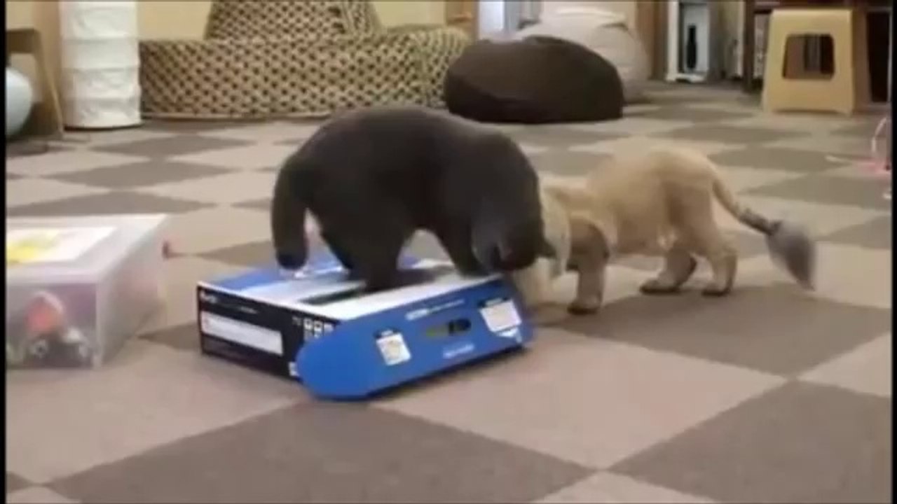 TOP 5 CAT VIDEOS #3