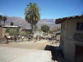 Chuquizongo, los encierros bajan por la calle del pueblo.