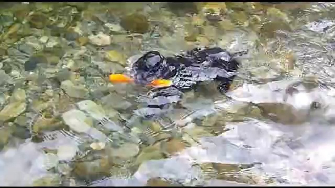 dogswim07