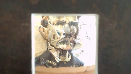 İlk bakışta insan simasına benzeyen şeyin aslında ne olduğunu görünce şaşırmamak elde değil.