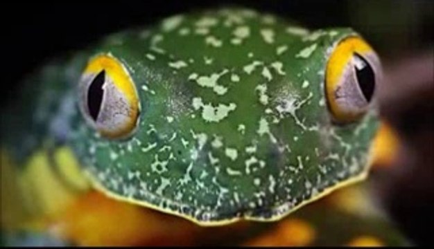 Eskişehir Tepebaşı Avcılar derneği Domuz avı Atalan Tekke4