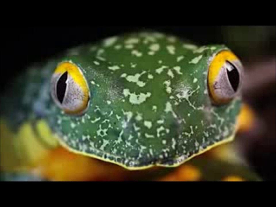 Eskişehir Tepebaşı Avcılar derneği Domuz avı Atalan Tekke2