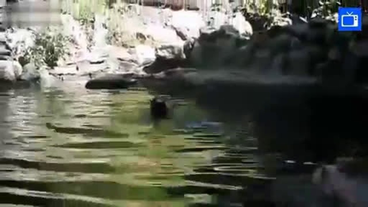 incroyable un Cochon sauve un bébé chèvre ! a voir