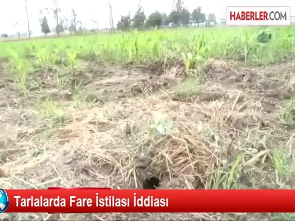 Balıkesir'de Buğdayı Bitiren Fare, Diğer Mahsullere Geçti!