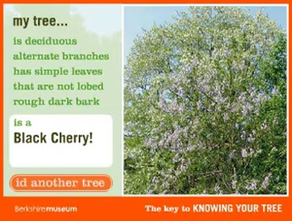 Know Your Trees Game