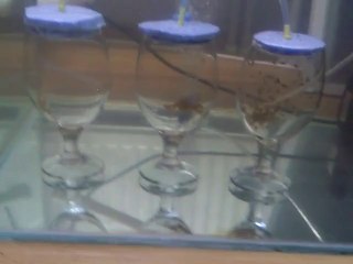 15.07.2014 Kuluçka Durumları