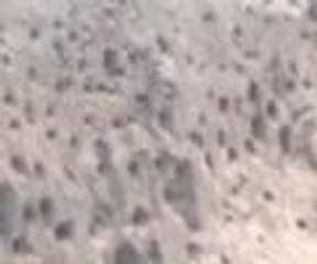 Kırlagıçlar kum yığınlarını mesken tuttu