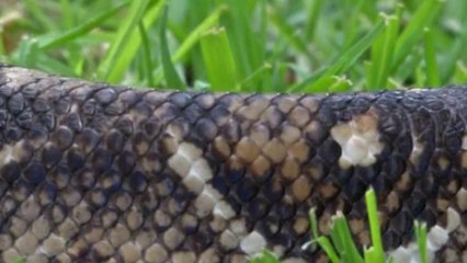 Rehabilitation centre for exotic animals opens in Mexico