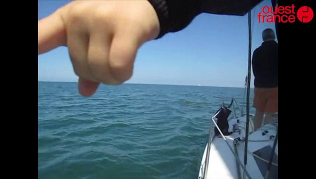 Dauphins en baie de La Baule