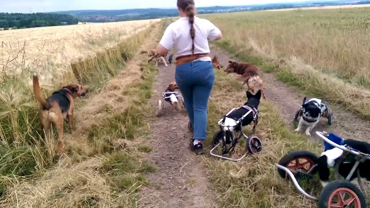 Des chiens en fauteuil roulant jouent comme des...