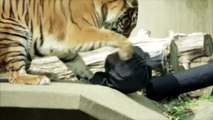 Mode : des jeans usés par les tigres d'un zoo japonais