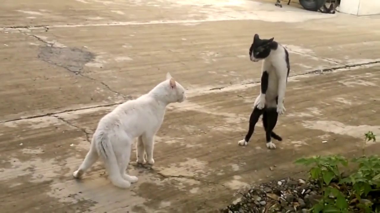 Bruce Lee Cat.