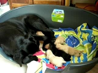 2007-01-chiots 009