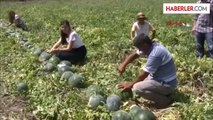 Karpuzda Özlenen Tat Geri Geliyor