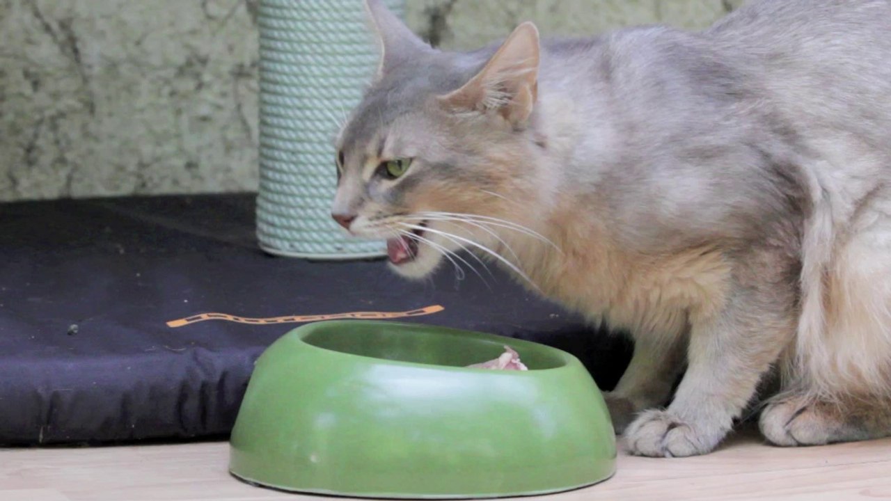 Khan - Raw feeding - Les Somalis de la Rivaleraie
