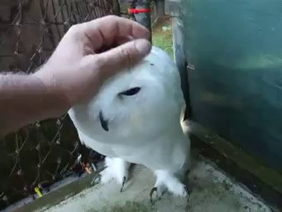 Snowy Owl Progress