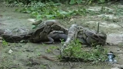 Python eats Alligator 02, Time Lapse Speed x6