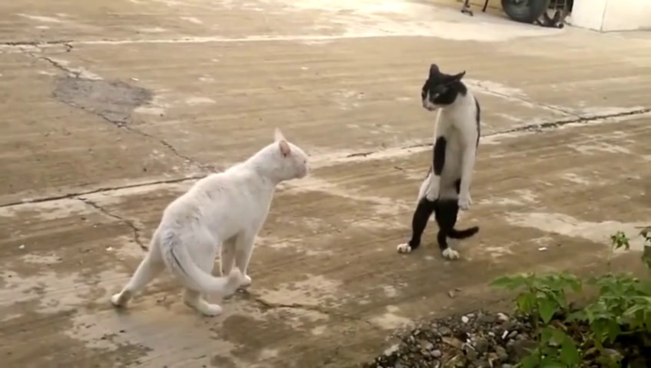 Fuuny fight between two cats hahaha must watch