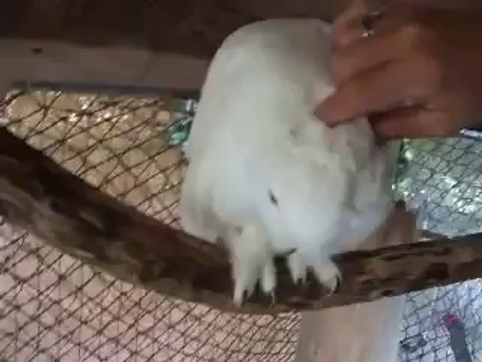 Snowy Owl Acceptance