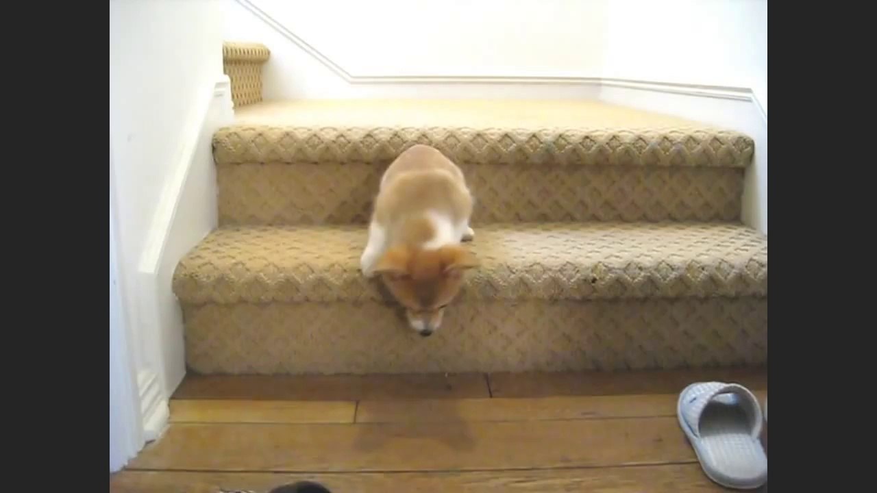 Corgi puppy going down the stairs