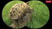 Nos amies les bêtes de sexe : La tortue Hermann