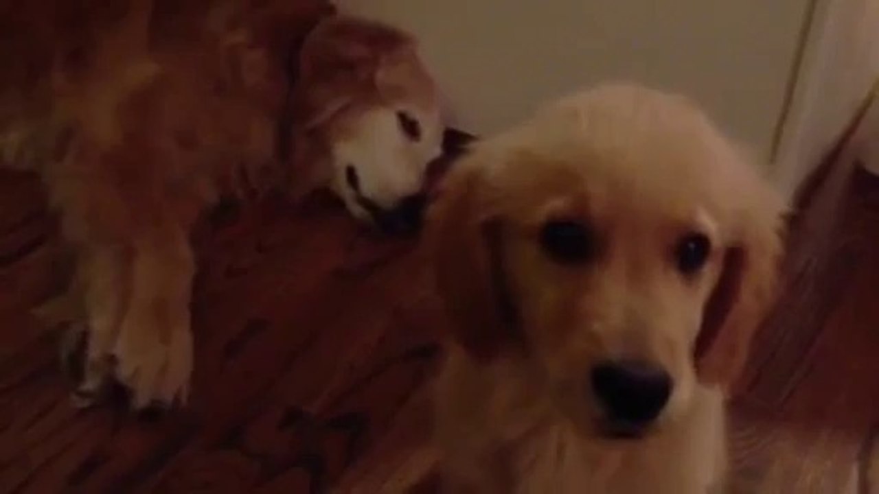 Un chiot réconforte un chien qui fait un cauchemar