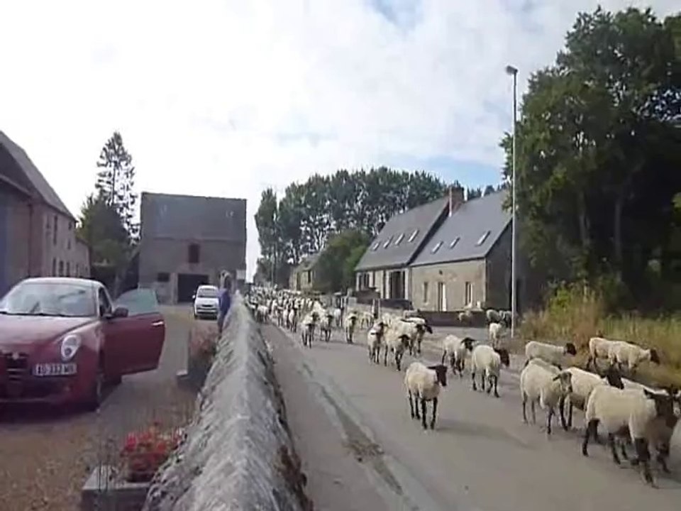 Les mille moutons de ARDEVON - Mont-Saint-Michel