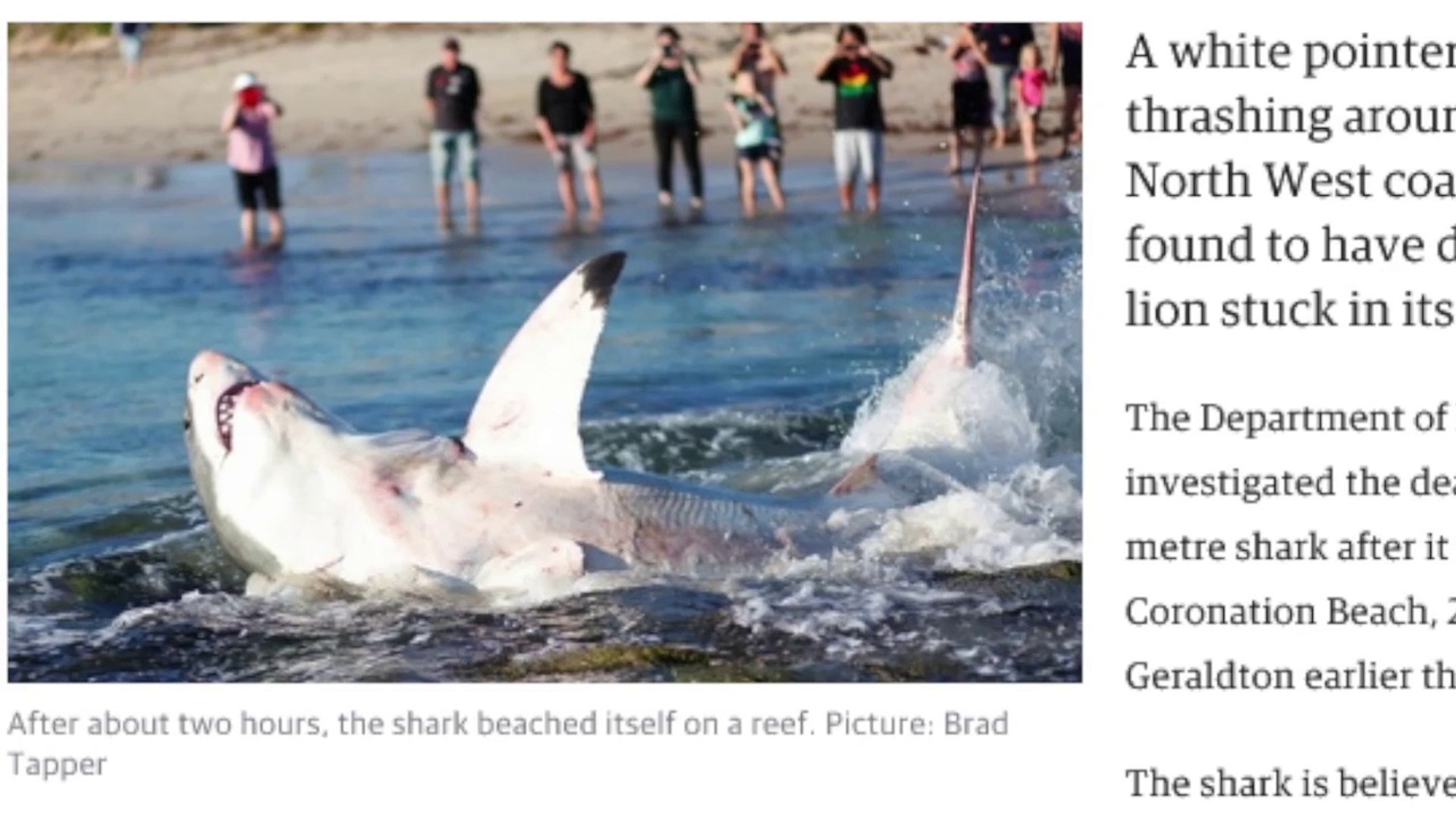 Sea Lion Vs Shark