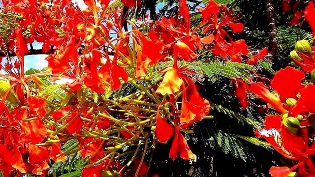 medlay sega ile de la réunion