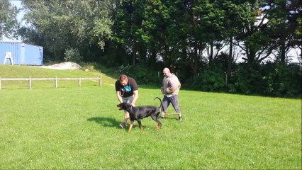 doberman du parc des marais d'opale