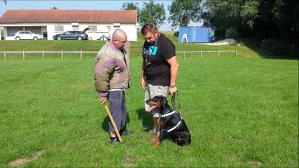doberman du parc des marais d'opale