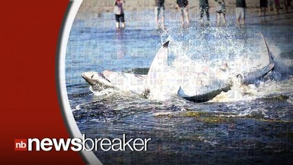 Great White Shark Chokes to Death on a Sea Lion
