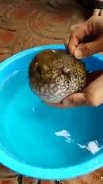 Balon balığı bir tehlike karşısında acayip şişiyor.