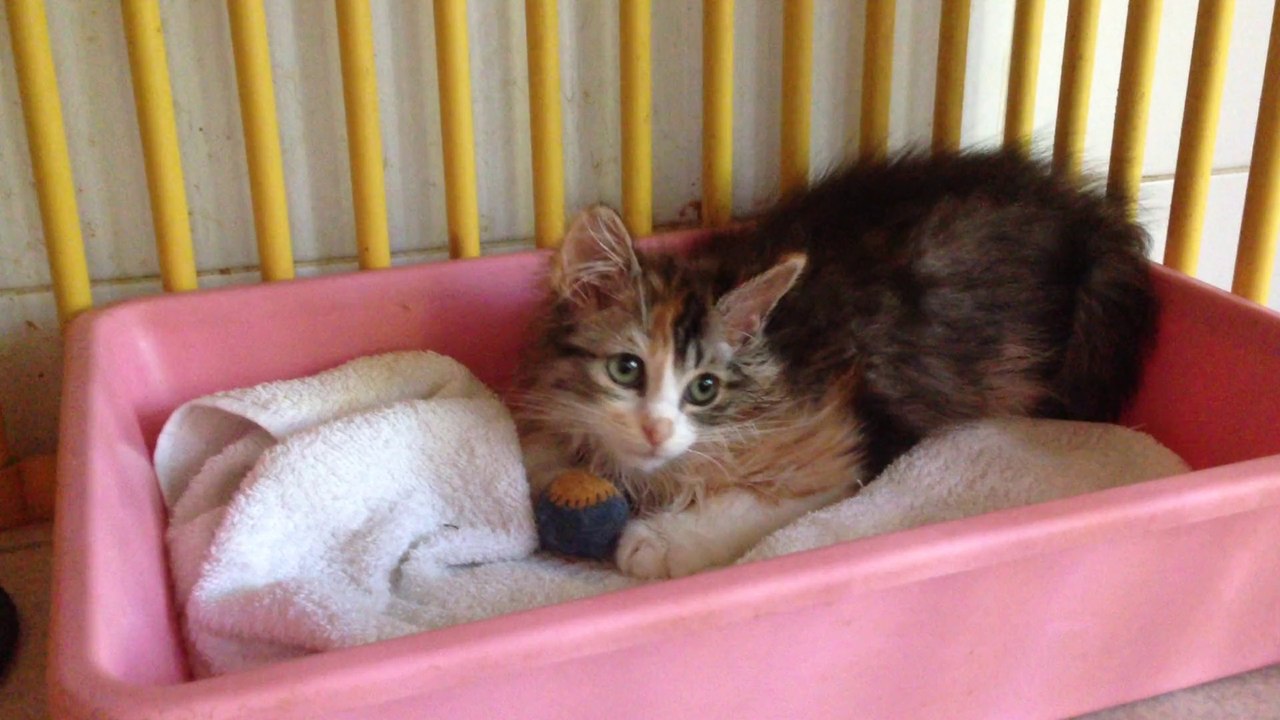 Maya 17 juillet 2014