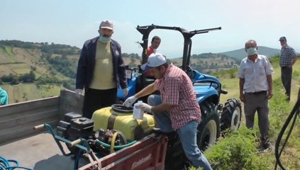 ÇAYCUMA'DA ÇEKİRGE İÇİN ÖNLEM