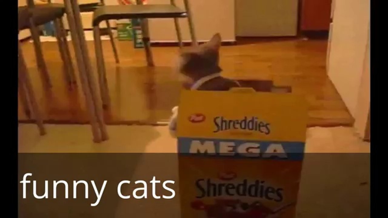 funny cats (creative commons content used)