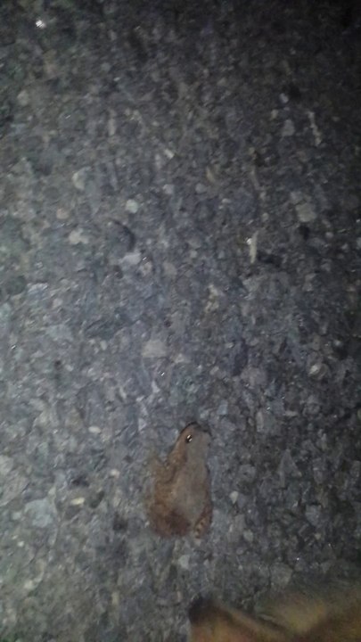 Marley and the Frog