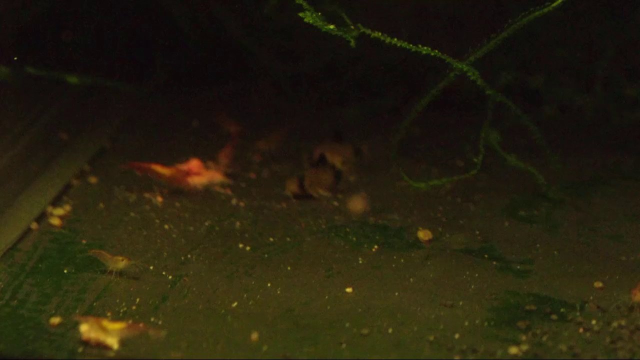 nurserie corydoras panda